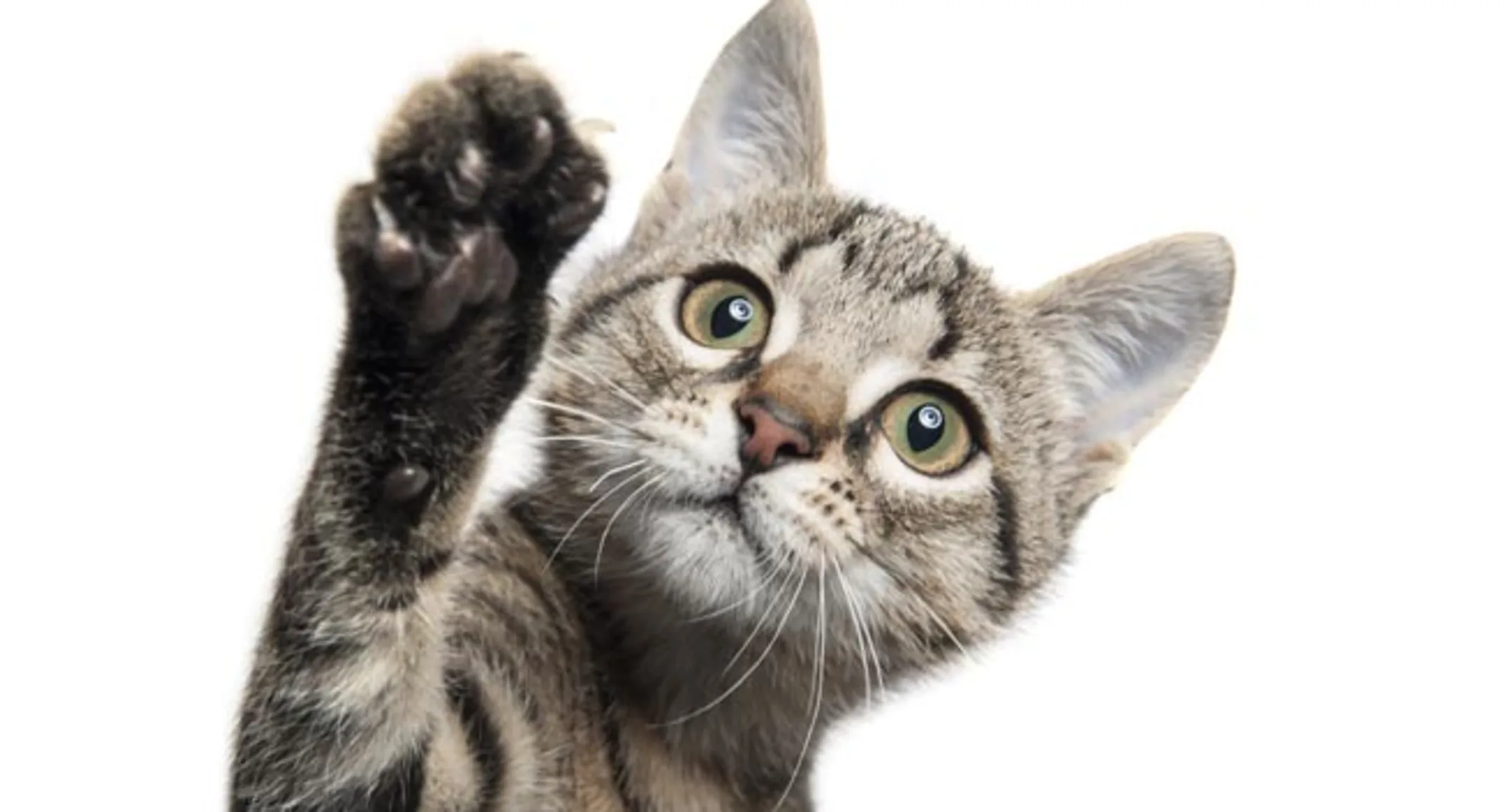 tabby cat with paw up on white background
